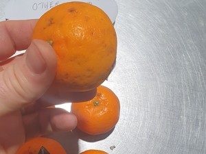 El Salvador Fruit Quality Control Inspector